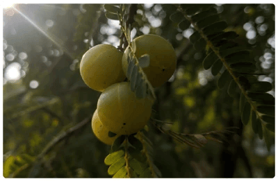 glucotrust bites™-ingredients-4