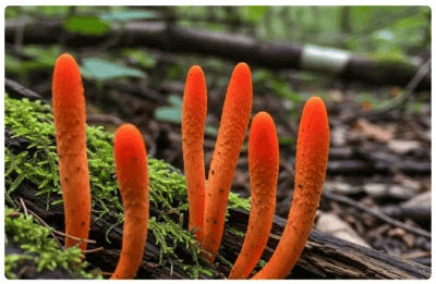 glucotrust bites™-ingredients-1