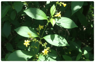 glucotrust bites™-ingredients-3